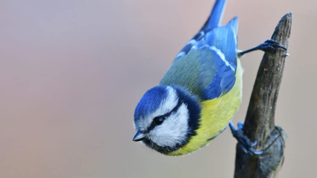 Eine Blaumeise hält sich an einem Zweig fest und schaut munter. 